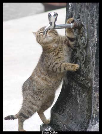 Doğanın objektiflere yansıması