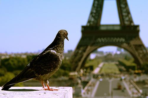 Hayallerin şehri Paris - Resim 107