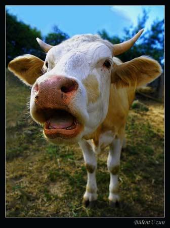 Doğanın objektiflere yansıması