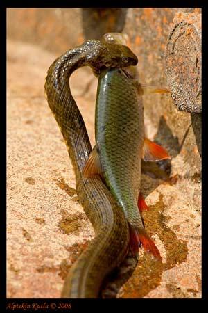 Doğanın objektiflere yansıması