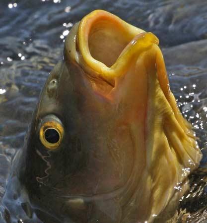 Doğanın objektiflere yansıması