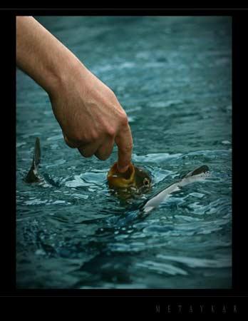 Doğanın objektiflere yansıması