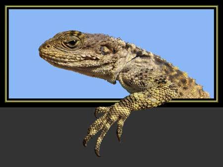 Doğanın objektiflere yansıması