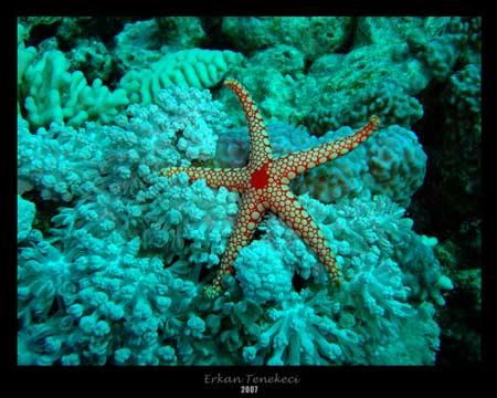 Doğanın objektiflere yansıması