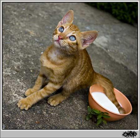 Doğanın objektiflere yansıması