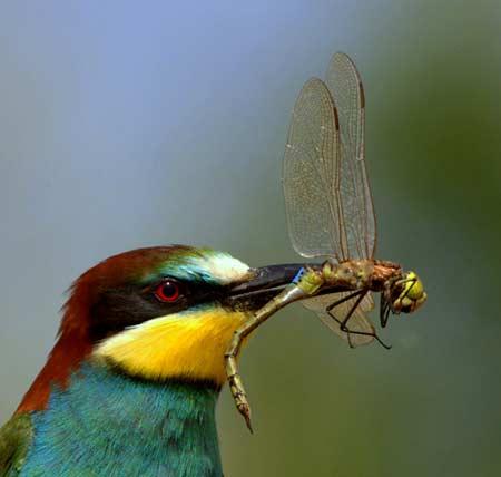 Doğanın objektiflere yansıması