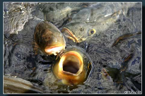 Doğanın objektiflere yansıması