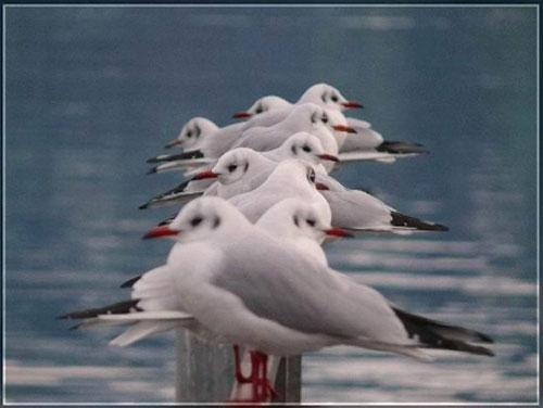 Bu Hayvanlar Doğadan Artist  - Resim 84