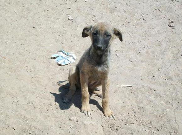 Çöpe Atılan Köpekler - Resim 5