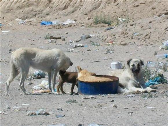 Çöpe Atılan Köpekler - Resim 1