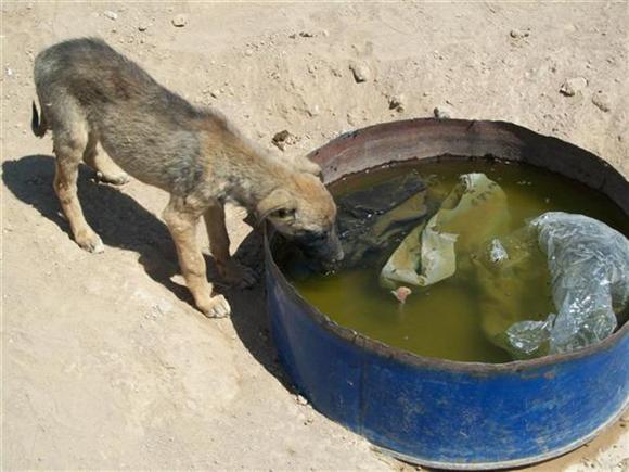 Çöpe Atılan Köpekler - Resim 4