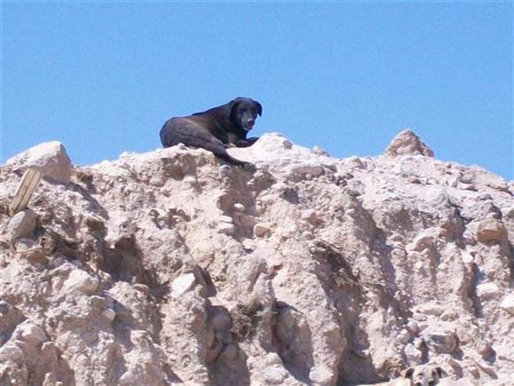 Çöpe Atılan Köpekler - Resim 3