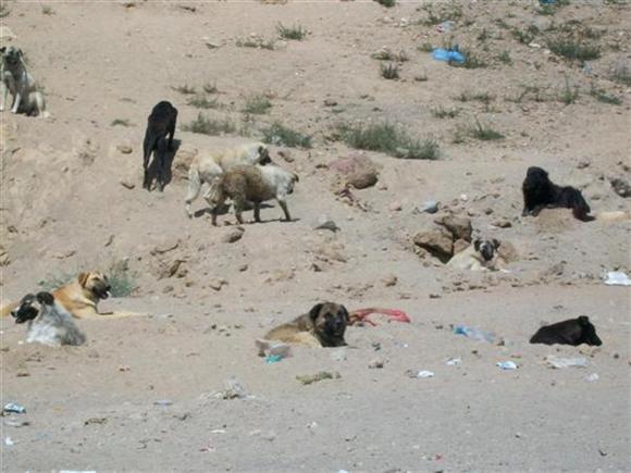 Çöpe Atılan Köpekler - Resim 2