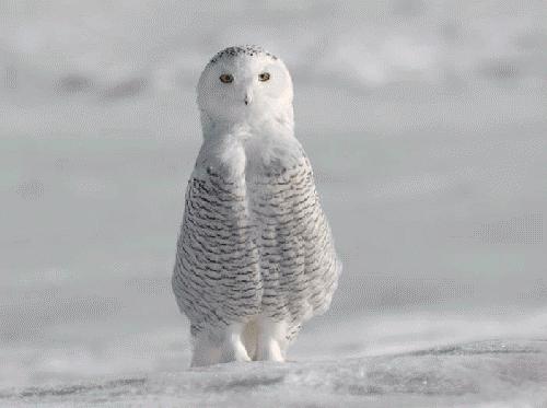 Bu foto'lar kolay çekilmedi‏