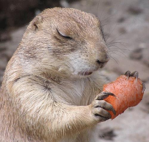 Bu foto'lar kolay çekilmedi‏