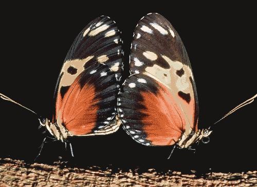 Bu foto'lar kolay çekilmedi‏