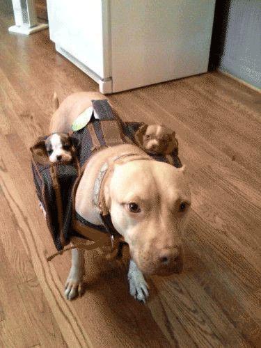 Bu foto'lar kolay çekilmedi‏