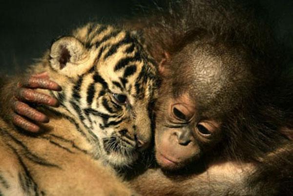 2009 un en iyi fotoğrafları 