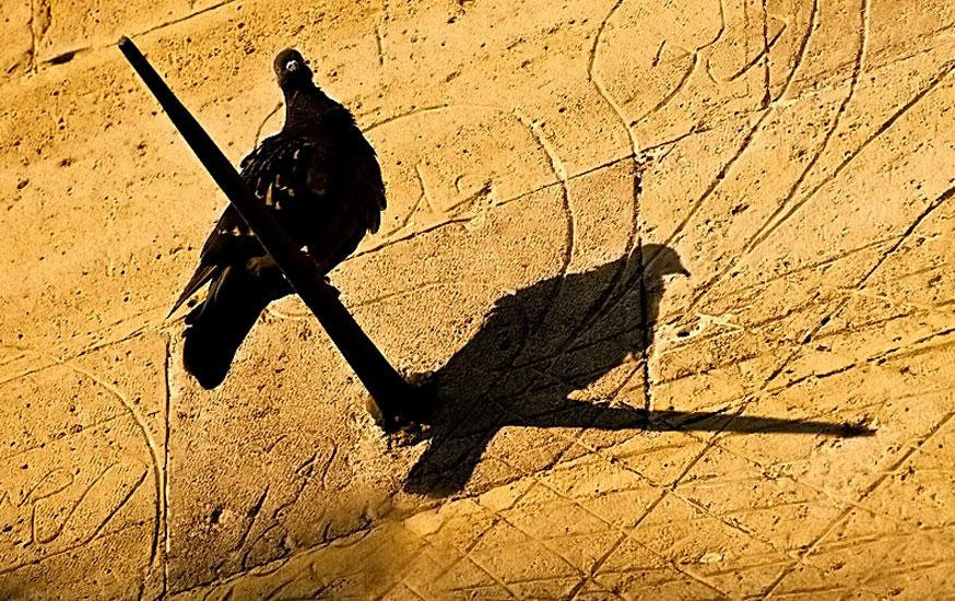 2009 un en iyi fotoğrafları 