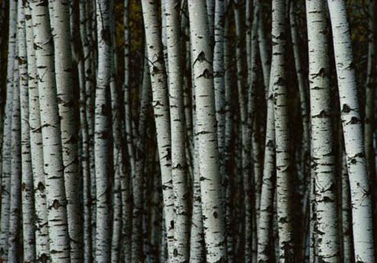 2009 un en iyi fotoğrafları 