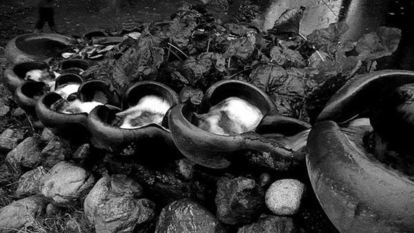 2009 un en iyi fotoğrafları 