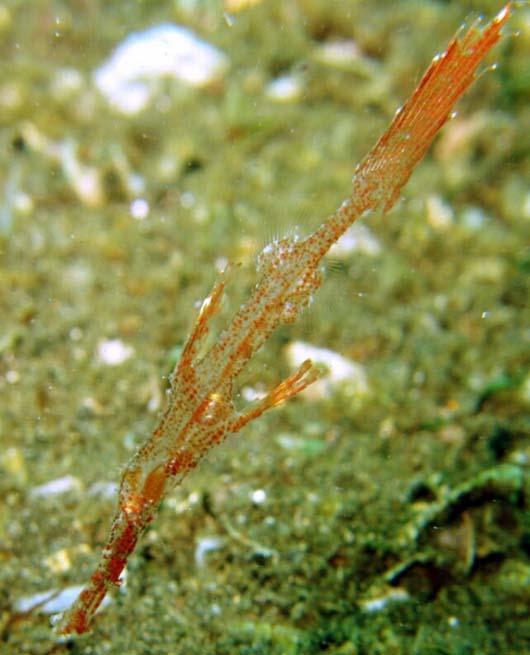 Mükemmel Kamuflajlar - Resim 7