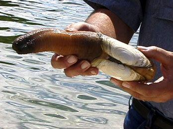 Penis balığı görenleri şaşırtıyor