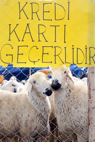 Güldüren kurbanlıklar - Resim 27