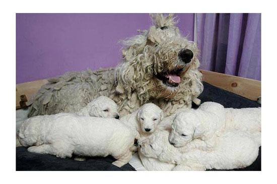 Hayvanların en komik halleri 