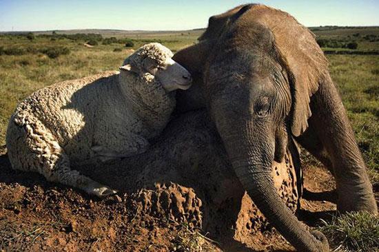 Hayvanların en komik halleri 