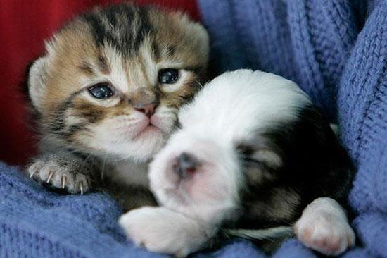 Hayvanların en komik halleri 