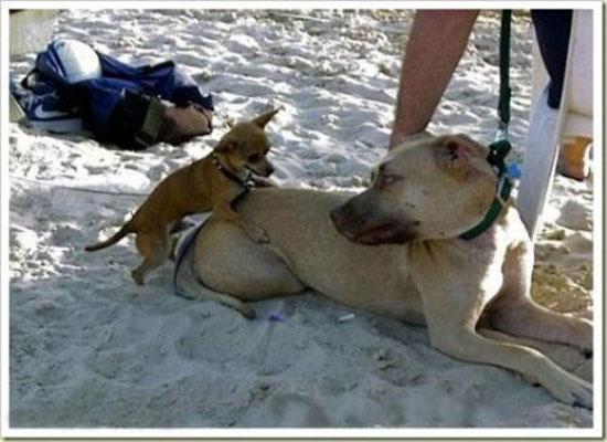 Hayvanların en komik halleri 