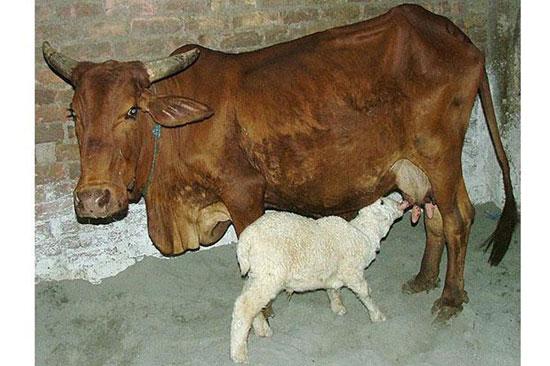 Hayvanların en komik halleri 