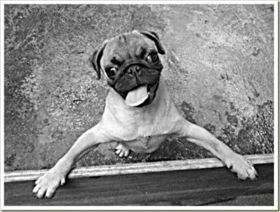 Hayvanların en komik halleri 