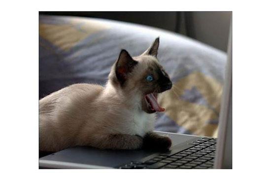 Hayvanların en komik halleri 