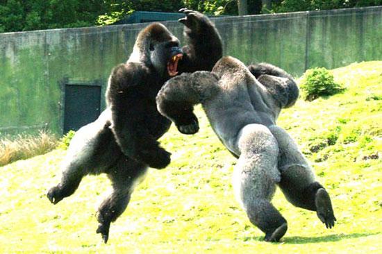 Hayvanların en komik halleri 