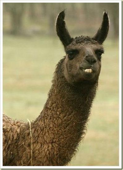 Hayvanların en komik halleri 