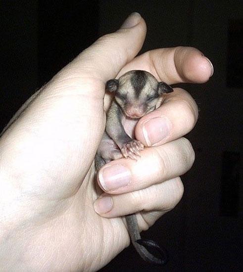 Hayvanların en komik halleri 