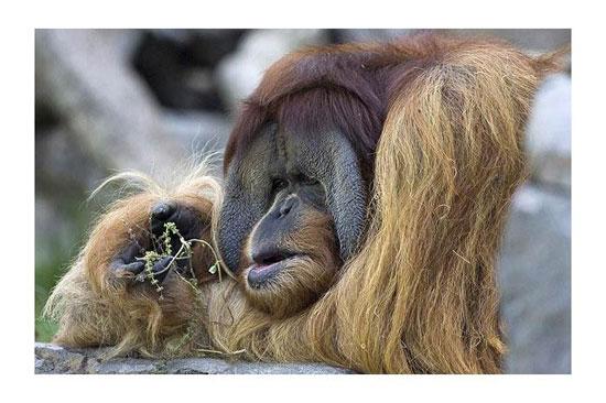 Hayvanların en komik halleri 