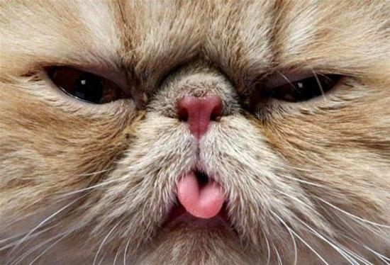 Hayvanların en komik halleri 