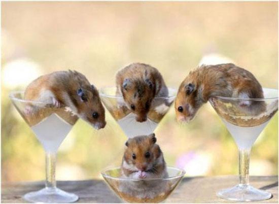 Hayvanların en komik halleri 