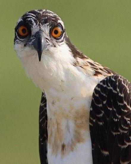 Hayvanların en komik halleri 