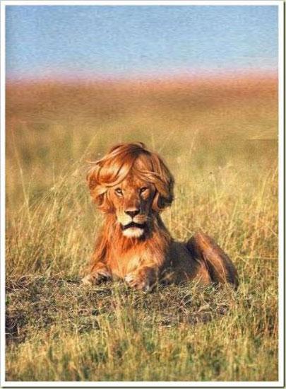 Hayvanların en komik halleri 