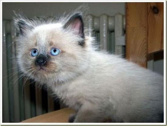 Hayvanların en komik halleri 