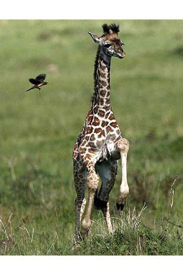 Hayvanların en komik halleri 