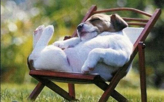 Hayvanların en komik halleri 