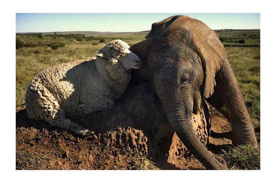 Hayvanların en komik halleri 