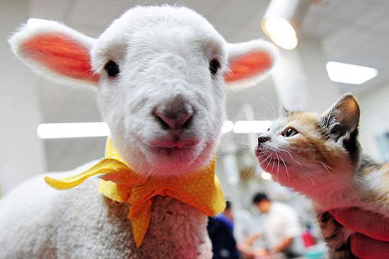 Hayvanların en komik halleri 