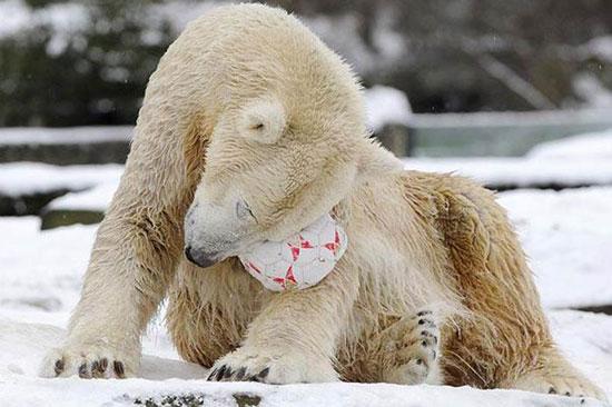 Hayvanların en komik halleri 