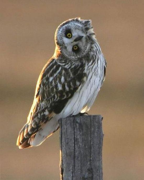 Hayvanların en komik halleri 